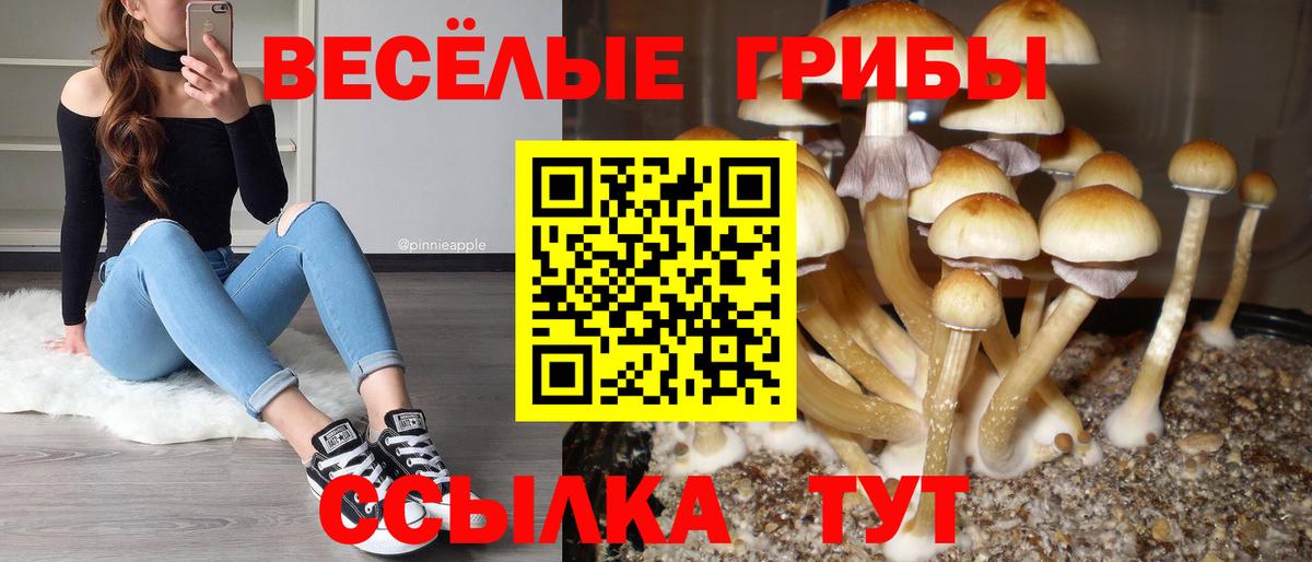 Псилоцибиновые грибы мицелий  купить закладку  Гудермес  Вход с VPN 
